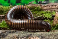 Gelbgebänderter Riesentausendfüßer, Pelmatojulus Ligulatus -Zubehör für Haustieraquarien Gelbgebaenderter Riesentausendfuesser Pelmatojulus ligulatus 3