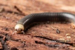 Gelbkopf Tausendfüßer, Spirobolus Sp. "Yellow Head" -Zubehör für Haustieraquarien Gelbkopf Tausendfuesser Spirobolus sp Yellow Head 5