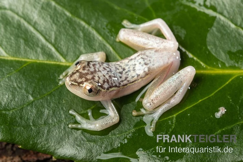 Gelbpunktriedfrosch, Heterixalus Alboguttatus 1 Gelbpunktriedfrosch, Heterixalus Alboguttatus