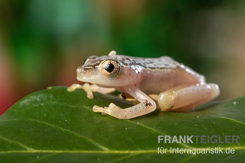 Gelbpunktriedfrosch, Heterixalus Alboguttatus 2 Gelbpunktriedfrosch, Heterixalus Alboguttatus – Bild 2