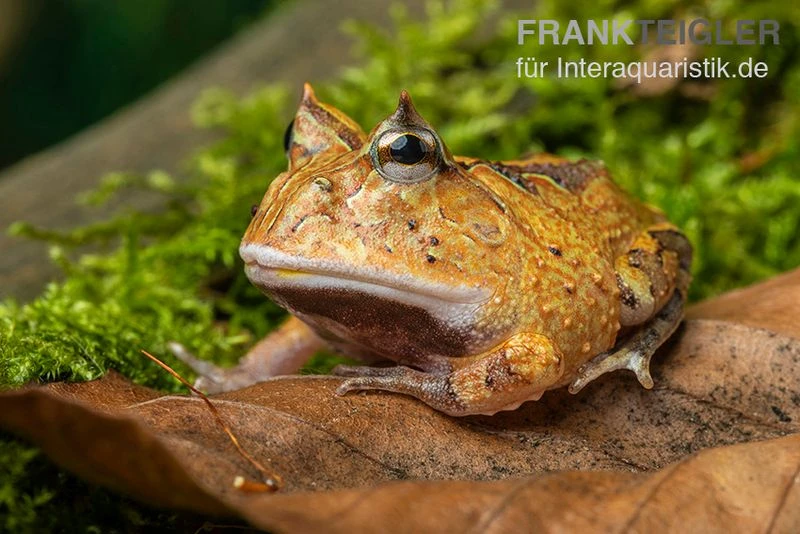 Gemalter Hornfrosch (red), Ceratophrys Cornuta 1 Gemalter Hornfrosch (red), Ceratophrys Cornuta