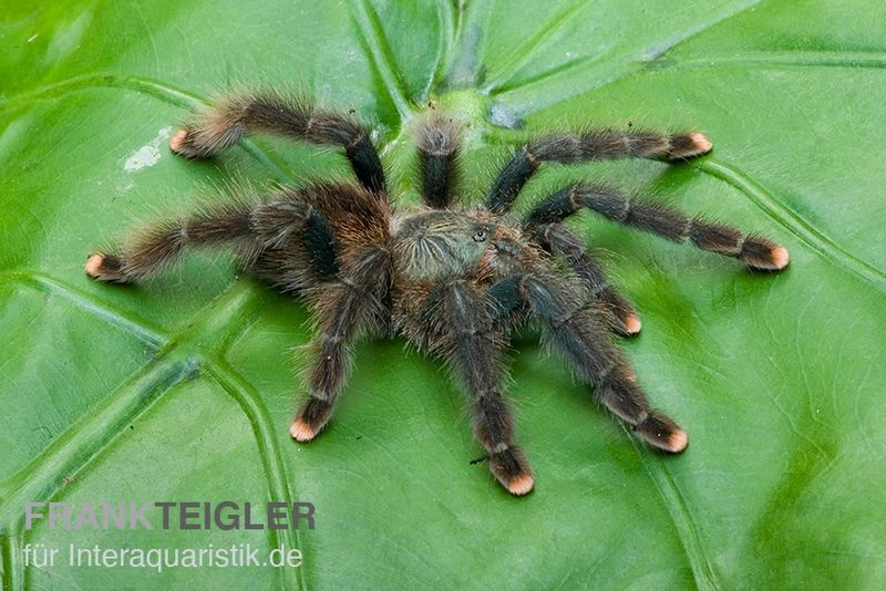 Gemeine Vogelspinne, Avicularia Avicularia 2 Gemeine Vogelspinne, Avicularia Avicularia – Bild 2