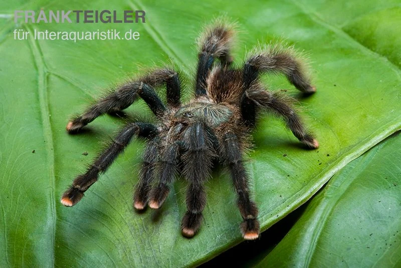 Gemeine Vogelspinne, Avicularia Avicularia 1 Gemeine Vogelspinne, Avicularia Avicularia