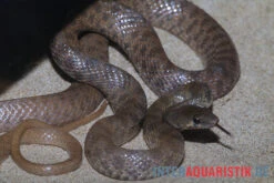 Geoffroy-Renner, Platyceps Florulentus 5 Geoffroy-Renner, Platyceps Florulentus -Zubehör für Haustieraquarien Geoffroy Renner Platyceps florulentus 3