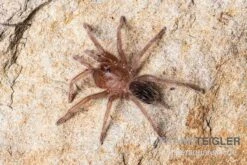 Gestreifte Guatemala-Vogelspinne, Aphonopelma Seemanni -Zubehör für Haustieraquarien Gestreifte Guatemala Vogelspinne Aphonopelma seemanni Spiderling