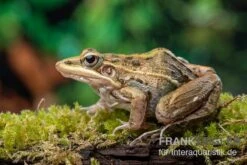 Gestreifter Grasfrosch, Ptychadena Porosissima -Zubehör für Haustieraquarien Gestreifter Grasfrosch Ptychadena porosissima 1