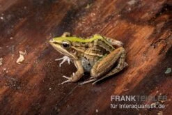 Gestreifter Grasfrosch, Ptychadena Porosissima -Zubehör für Haustieraquarien Gestreifter Grasfrosch Ptychadena porosissima 3