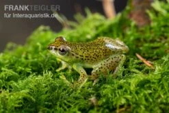 Getupfter Riedfrosch, Hyperolius Guttulatus -Zubehör für Haustieraquarien Getupfter Riedfrosch Hyperolius guttulatus 4