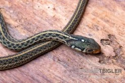 Gewöhnliche Strumpfbandnatter, Thamnophis Sirtalis -Zubehör für Haustieraquarien Gewoehnliche Strumpfbandnatter Thamnophis sirtalis 3
