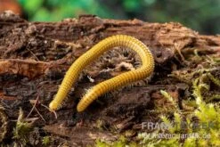 Golden-Cave-Tausendfüßer, Spiroboulus Sp. “Golden Cave”
