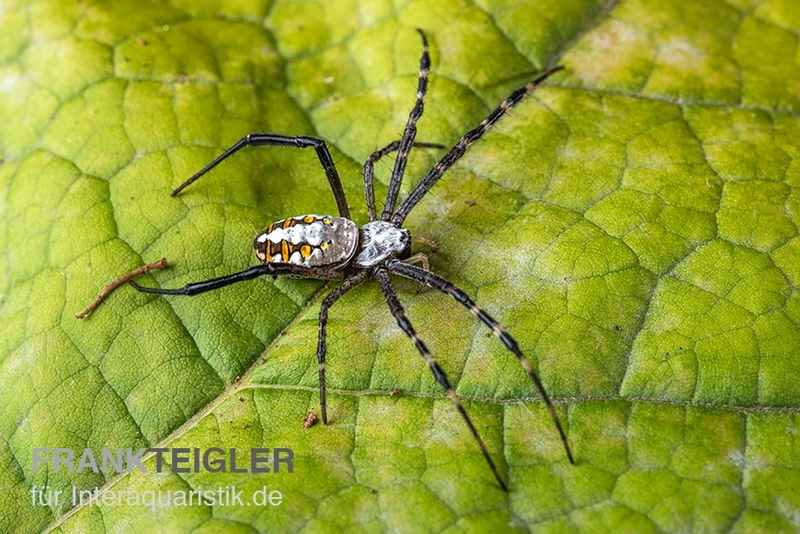 Grass Cross Spider, Argiope Catenulata (Wespenspinne) 2 Grass Cross Spider, Argiope Catenulata (Wespenspinne) – Bild 2