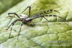 Grass Cross Spider, Argiope Catenulata (Wespenspinne) 5 Grass Cross Spider, Argiope Catenulata (Wespenspinne) -Zubehör für Haustieraquarien Grass Cross Spider Argiope catenulata 03