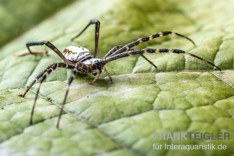 Grass Cross Spider, Argiope Catenulata (Wespenspinne) 3 Grass Cross Spider, Argiope Catenulata (Wespenspinne) – Bild 3