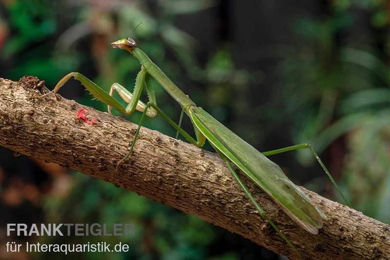 Grüne Fangheuschrecke, Green Mantis, Hierodula Patellifera 3 Grüne Fangheuschrecke, Green Mantis, Hierodula Patellifera – Bild 3