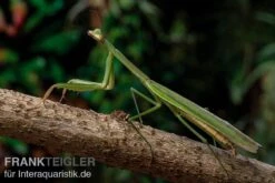 Grüne Fangheuschrecke, Green Mantis, Hierodula Patellifera 9 Grüne Fangheuschrecke, Green Mantis, Hierodula Patellifera -Zubehör für Haustieraquarien Gruene Fangheuschrecke Green Mantis Hierodula patellifera 4 jpg