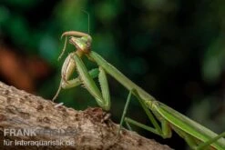 Grüne Fangheuschrecke, Green Mantis, Hierodula Patellifera 10 Grüne Fangheuschrecke, Green Mantis, Hierodula Patellifera -Zubehör für Haustieraquarien Gruene Fangheuschrecke Green Mantis Hierodula patellifera 5 jpg