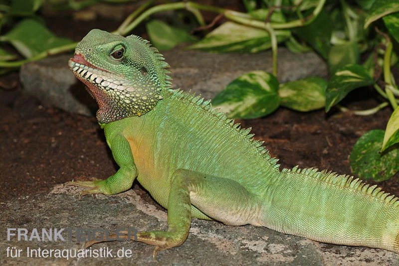 Grüne Wasseragame, Physignathus Cocincinus 3 Grüne Wasseragame, Physignathus Cocincinus – Bild 3
