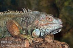 Grüner Leguan, Iguana Iguana -Zubehör für Haustieraquarien Gruener Leguan Iguana iguana 3