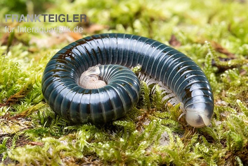 Grüngelber Tausendfüßer, Aulacobolus Sp. „Green-Yellow“ 1 Grüngelber Tausendfüßer, Aulacobolus Sp. „Green-Yellow“