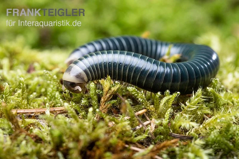 Grüngelber Tausendfüßer, Aulacobolus Sp. „Green-Yellow“ 2 Grüngelber Tausendfüßer, Aulacobolus Sp. „Green-Yellow“ – Bild 2