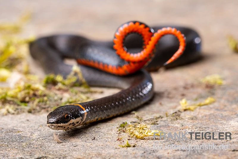 Halsbandnatter, Diadophis Punctatus 1 Halsbandnatter, Diadophis Punctatus