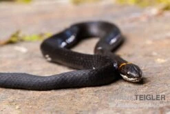 Halsbandnatter, Diadophis Punctatus 5 Halsbandnatter, Diadophis Punctatus -Zubehör für Haustieraquarien Halsbandnatter Diadophis punctatus 3