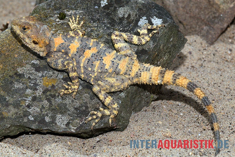 Hardun, Laudakia Stellio Brachydactyla 1 Hardun, Laudakia Stellio Brachydactyla