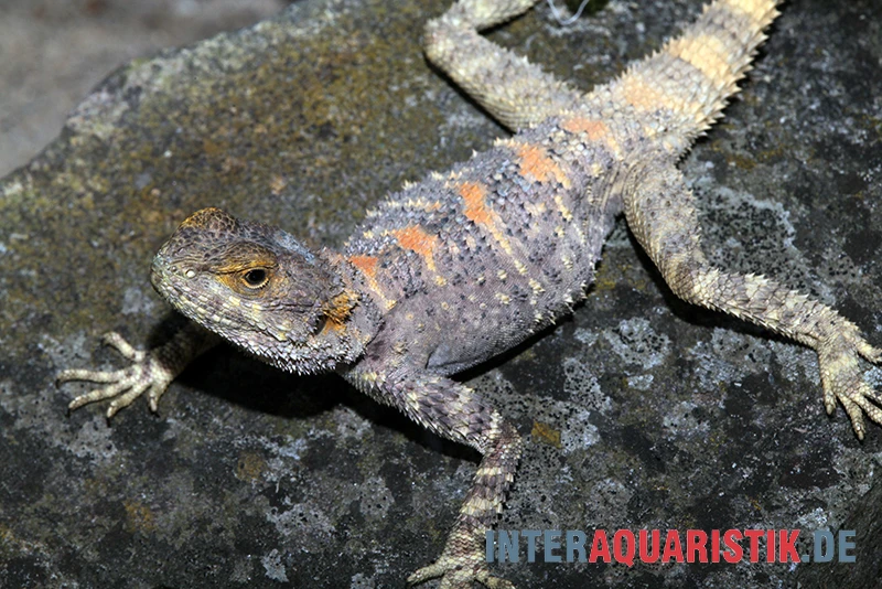 Hardun, Laudakia Stellio Brachydactyla 2 Hardun, Laudakia Stellio Brachydactyla – Bild 2