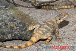 Hardun, Laudakia Stellio Brachydactyla 8 Hardun, Laudakia Stellio Brachydactyla -Zubehör für Haustieraquarien Hardun Laudakia stellio brachydactyla 4