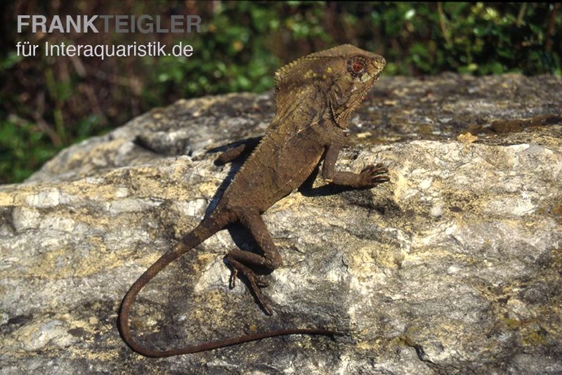 Helmleguan, Corytophanes Cristatus 1 Helmleguan, Corytophanes Cristatus