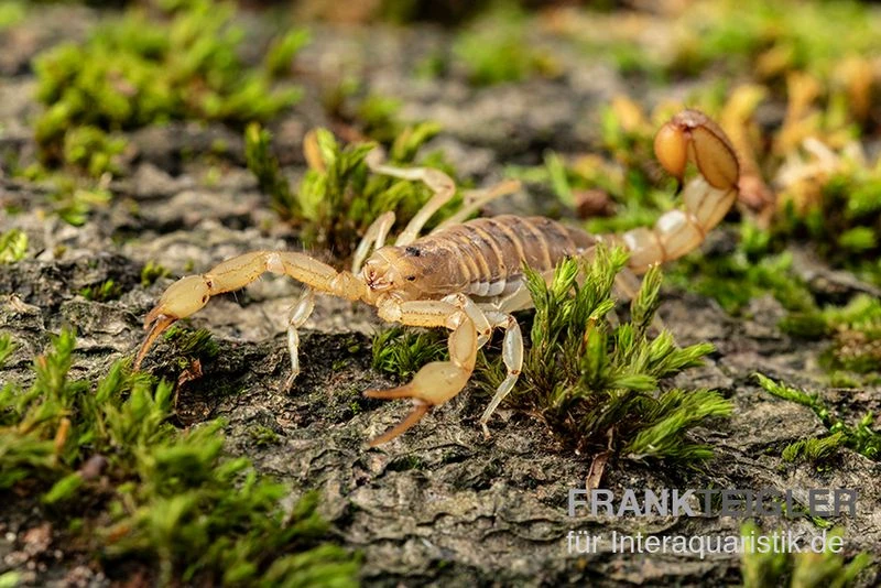 Hentz-Gestreifter-Skorpion, Centruroides Hentzi 2 Hentz-Gestreifter-Skorpion, Centruroides Hentzi – Bild 2