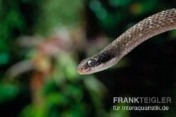 Herald-Schlange, Crotaphopeltis Hotamboeia -Zubehör für Haustieraquarien Herald Schlange Crotaphopeltis hotamboeia