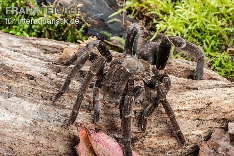 Herkules-Vogelspinne, Hysterocrates Hercules 2 Herkules-Vogelspinne, Hysterocrates Hercules – Bild 2