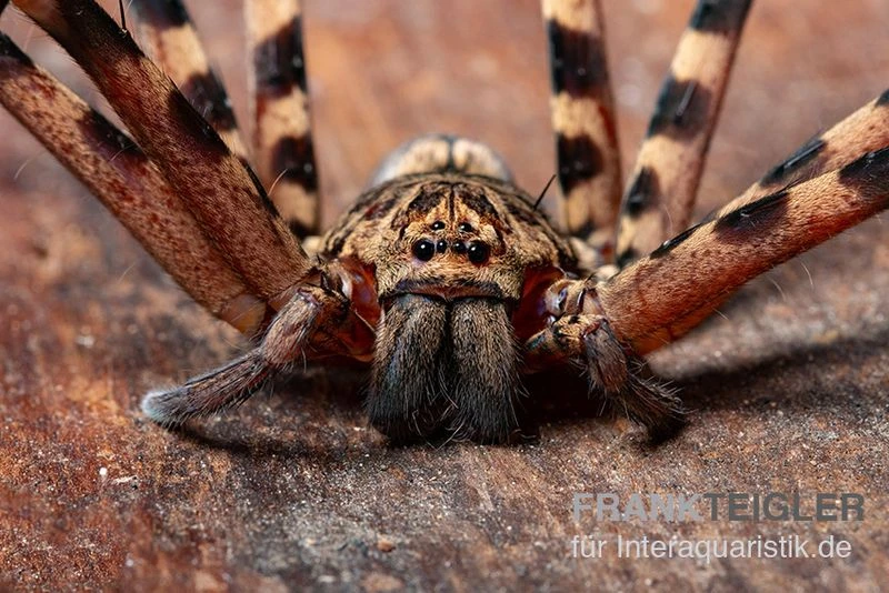 Riesenkrabbenspinne, Heteropoda Cf. Maxima 2 Riesenkrabbenspinne, Heteropoda Cf. Maxima – Bild 2