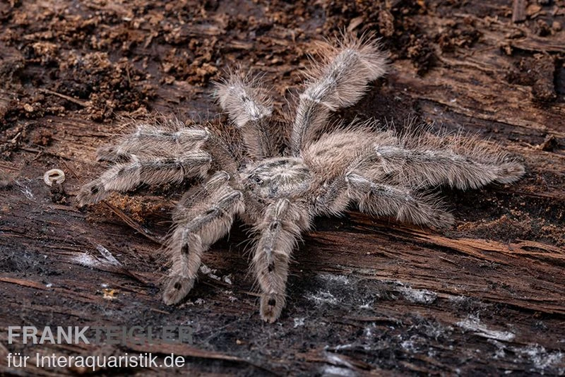 Marmorvogelspinne, Heteroscodra Maculata XL 3 Marmorvogelspinne, Heteroscodra Maculata XL – Bild 3