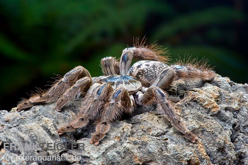 Marmorvogelspinne, Heteroscodra Maculata XL 2 Marmorvogelspinne, Heteroscodra Maculata XL – Bild 2