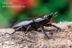 Hirschkäfer, Dorcus Alcides -Zubehör für Haustieraquarien Hirschkaefer Dorcus alcides 5