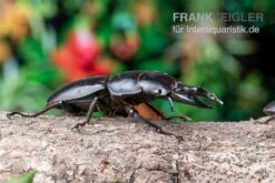 Hirschkäfer, Dorcus Alcides -Zubehör für Haustieraquarien Hirschkaefer Dorcus alcides 6