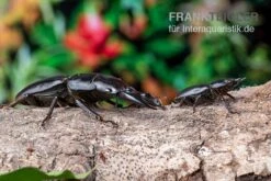 Hirschkäfer, Dorcus Alcides -Zubehör für Haustieraquarien Hirschkaefer Dorcus alcides 8