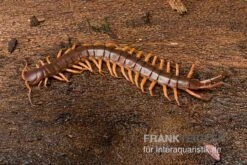 Hundertfüßer, Scolopendra Subspinipes "Thai-Red-Dragon" -Zubehör für Haustieraquarien Hundertfuesser Scolopendra subspinipes ThaiRedDragon 03