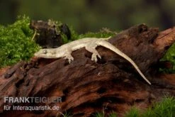 Jungferngecko, Lepidodactylus Lugubris 5 Jungferngecko, Lepidodactylus Lugubris -Zubehör für Haustieraquarien Jungferngecko Lepidodactylus lugubris1