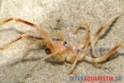 Kamelspinne, Galeodes Sp. -Zubehör für Haustieraquarien Kamelspinne Walzenspinne Galeodes sp 3