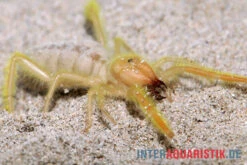 Kamelspinne, Galeodes Sp. -Zubehör für Haustieraquarien Kamelspinne Walzenspinne Galeodes sp 5