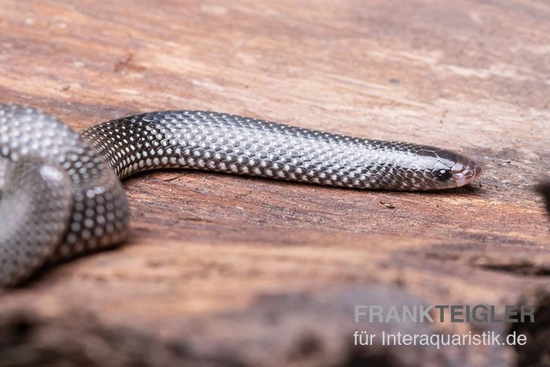 Kap-Wolfsnatter, Lycophidion Capense 2 Kap-Wolfsnatter, Lycophidion Capense – Bild 2