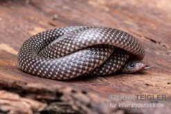 Kap-Wolfsnatter, Lycophidion Capense 5 Kap-Wolfsnatter, Lycophidion Capense -Zubehör für Haustieraquarien Kap Wolfsnatter Lycophidion capense 3 neu jpg