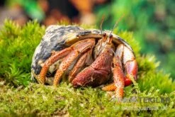 Karibik-Einsiedlerkrebs, Coenobita Clypeatus -Zubehör für Haustieraquarien Karibik Einsiedlerkrebs Coenobita clypeatus neu 2