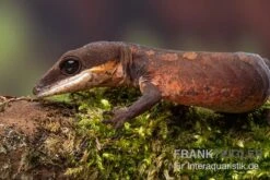 Katzengecko, Aeluroscalabotes Felinus -Zubehör für Haustieraquarien Katzengecko Aeluroscalabotes felinus 3