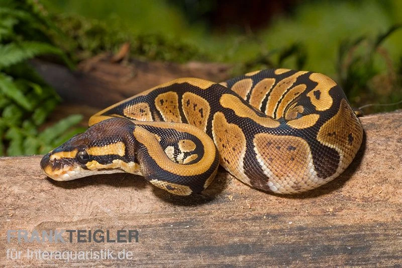 Königspython, Python Regius 1 Königspython, Python Regius