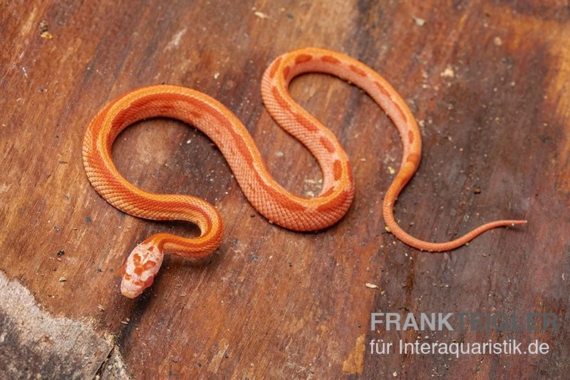 Kornnatter, Pantherophis Guttatus AMEL STRIPED 2 Kornnatter, Pantherophis Guttatus AMEL STRIPED – Bild 2