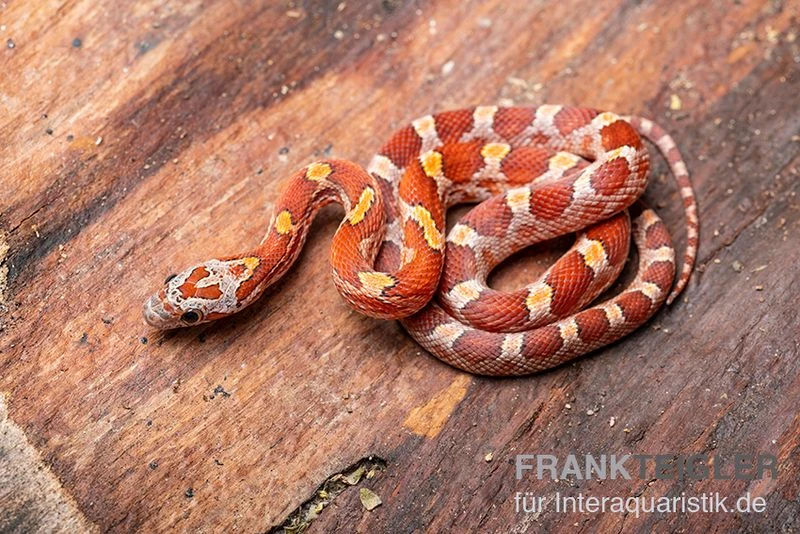 Kornnatter, Pantherophis Guttatus BLOODER 2 Kornnatter, Pantherophis Guttatus BLOODER – Bild 2